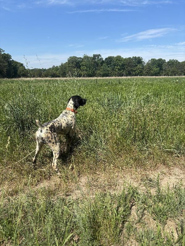 STARTED PUPPY German Shorthaired Pointer