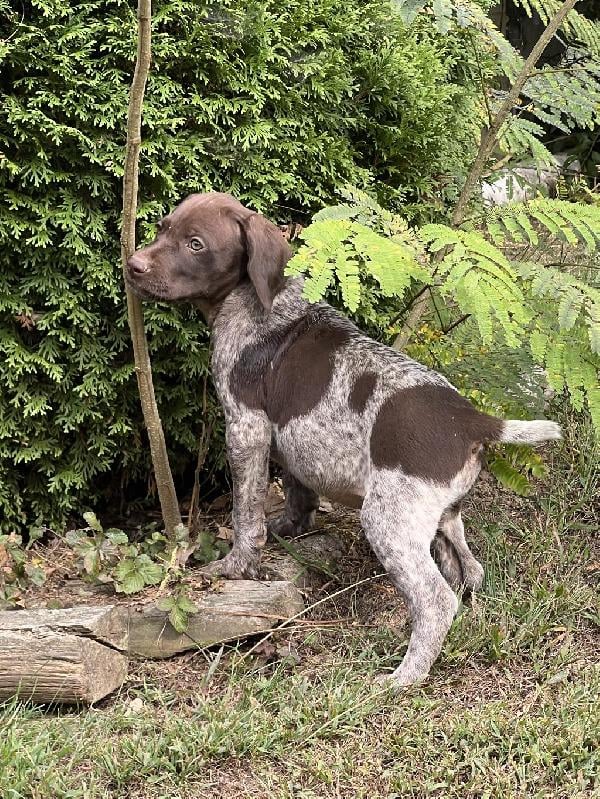 German Shorthaired Pointer