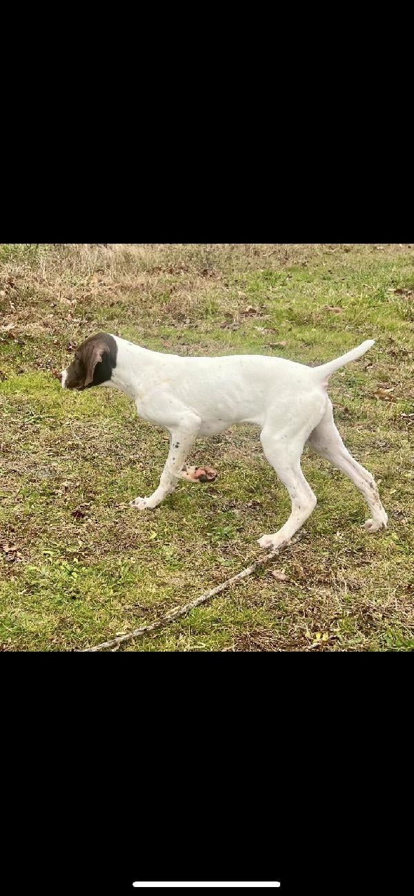 5 MONTH OLD GERMAN SHORTHAIR German Shorthaired Pointer