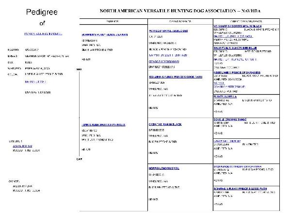 Zeke NAVHDA Pedigree.jpg