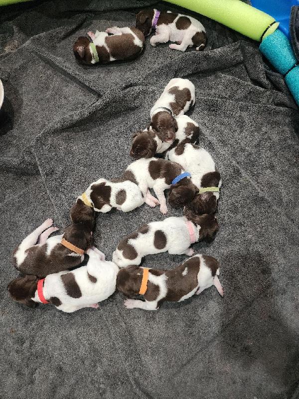 MALES 2.5 WEEKS OLD