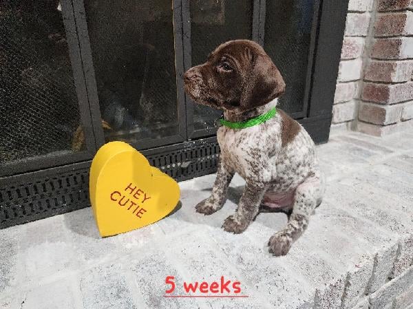 German Shorthaired Pointer