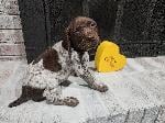 AKC GSP PUP-  MALE