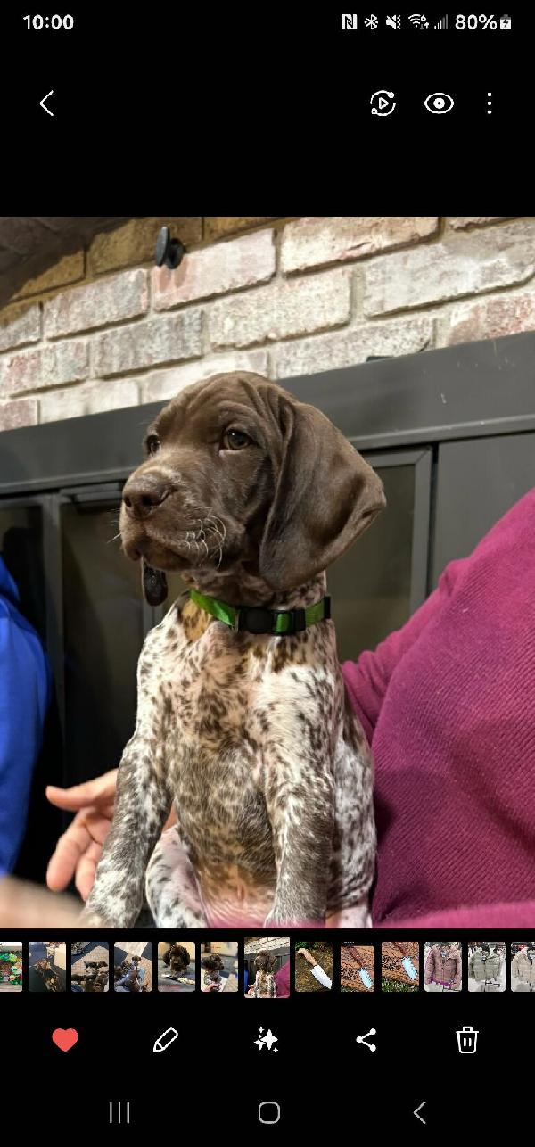 German Shorthaired Pointer