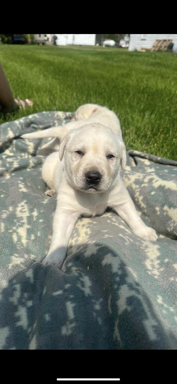 Labrador Retriever