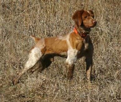 FC AFC COOPERS OZARK FROZEN SEMEN AVAILABLE American Brittany