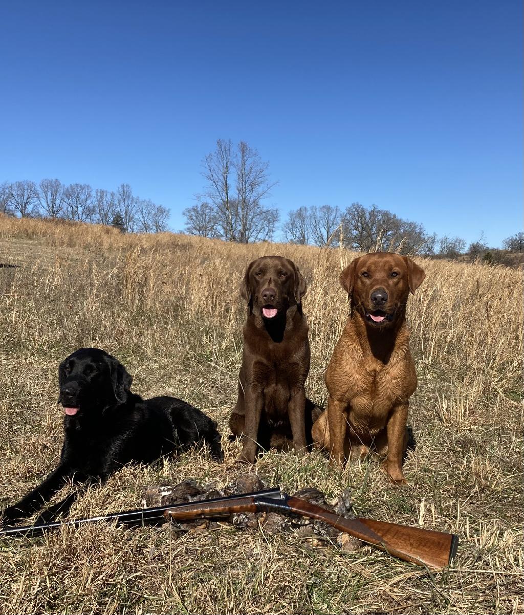 LAB PUPS Labrador Retriever