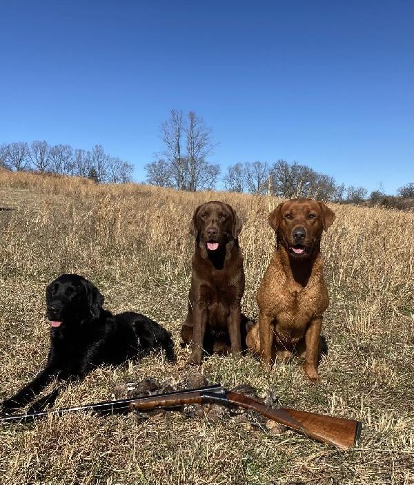 LAB PUPS Labrador Retriever