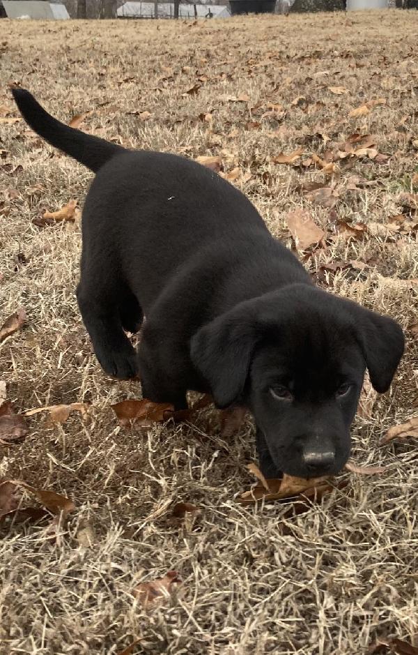 LAB PUP Labrador Retriever
