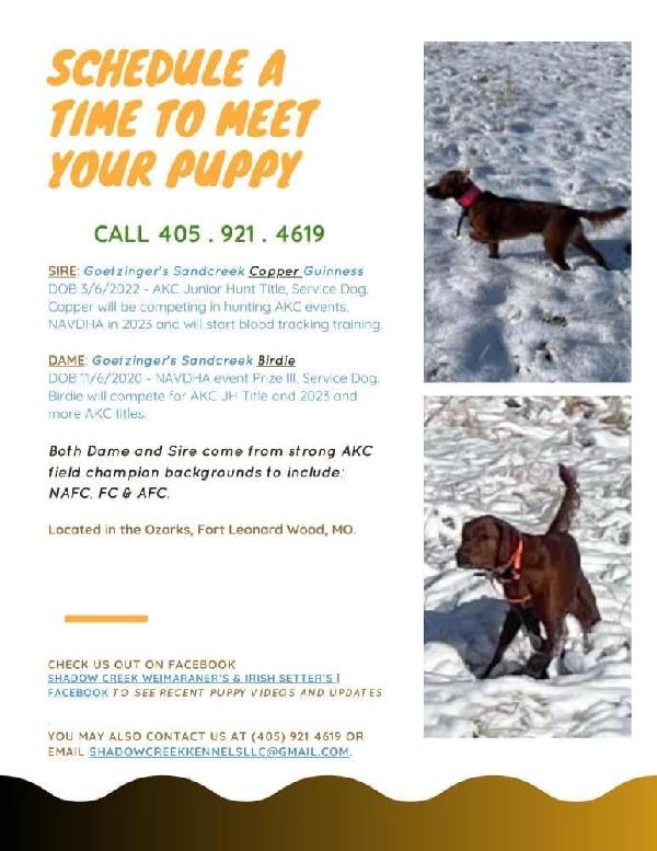 Irish Setter