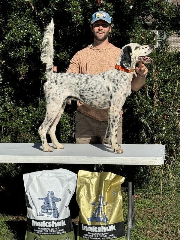 AT STUD: CH BRYANT’S GIVE IT A RIP English Setter