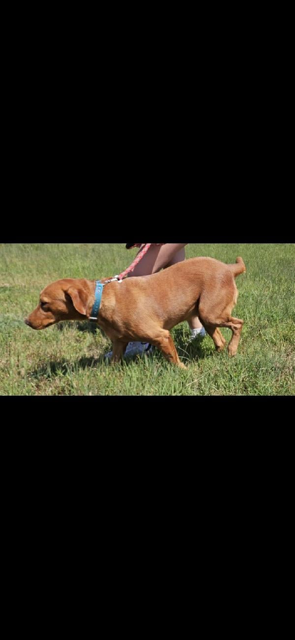 2 YEAR OLD FOX RED LAB FEMALE Labrador Retriever