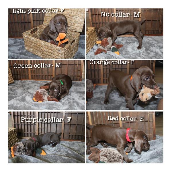 AKC GERMAN SHORTHAIRED POINTERS