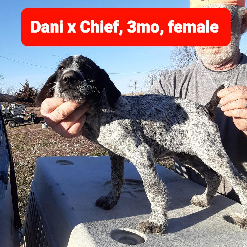 SIPES GUNDOGS KANSAS WIREHAIRS DANI X CHIEF