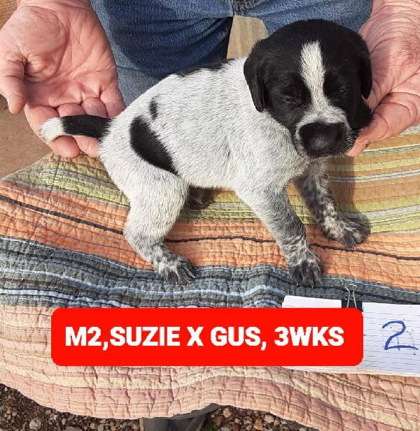 German Wirehaired Pointer
