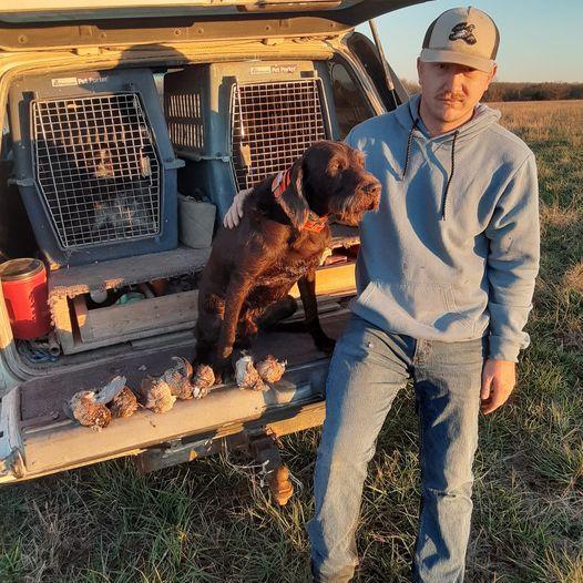 German Wirehaired Pointer