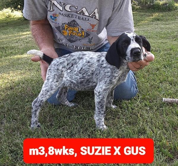 German Wirehaired Pointer
