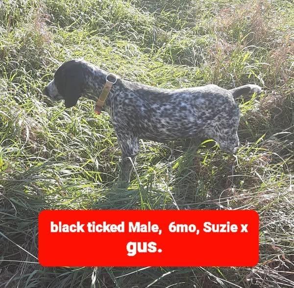 German Wirehaired Pointer