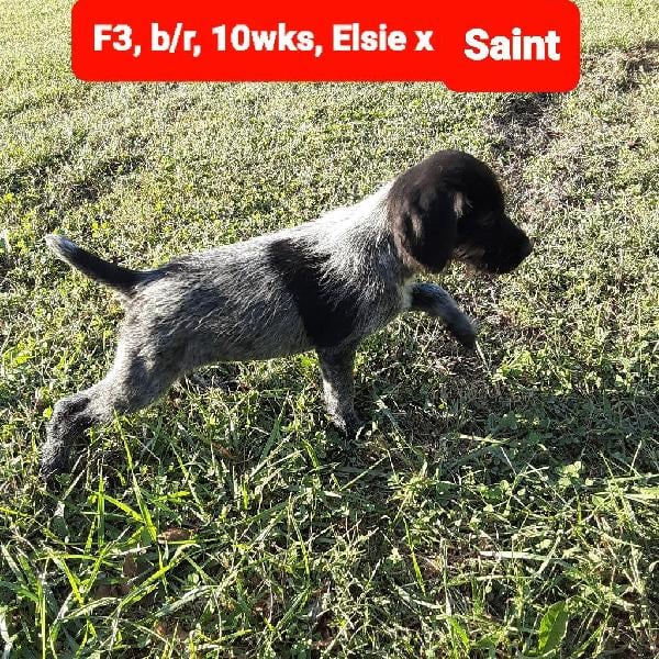 German Wirehaired Pointer