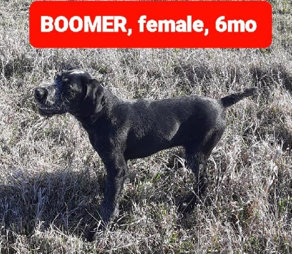 KANSAS WIREHAIRS,, BOOMER X CHIEF OCT 2025 German Wirehaired Pointer