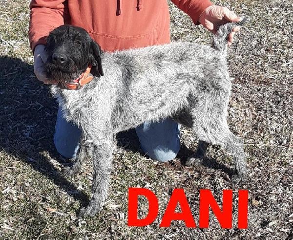KANSAS WIREHAIRS,, DANI X CHIEF OCTOBER 2025 German Wirehaired Pointer