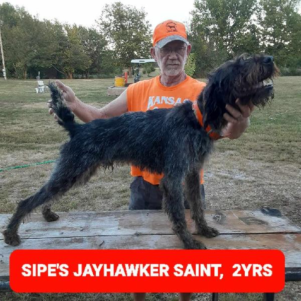 SIPES GUNDOGS KANSAS WIREHAIRS 2025 German Wirehaired Pointer