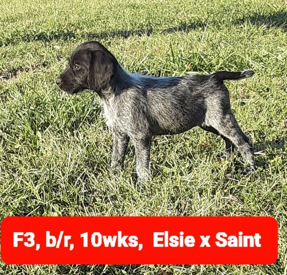 SIPES GUNDOGS KANSAS WIREHAIRS ELSIE X SAINT German Wirehaired Pointer