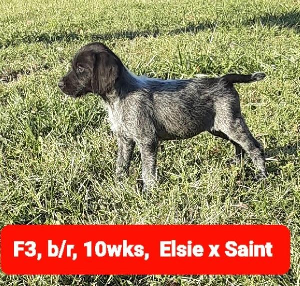 SIPES GUNDOGS KANSAS WIREHAIRS ELSIE X SAINT German Wirehaired Pointer