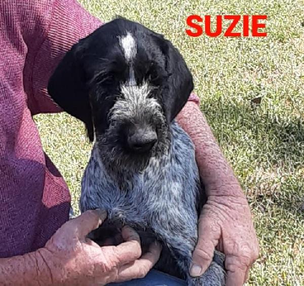 German Wirehaired Pointer