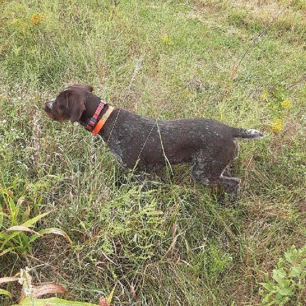 SIPES GUNDOGS KANSAS WIREHAIRS 2026 German Wirehaired Pointer