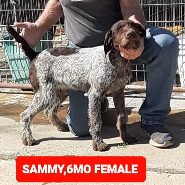 German Wirehaired Pointer