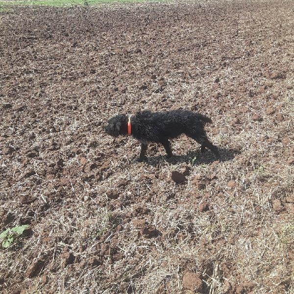German Wirehaired Pointer