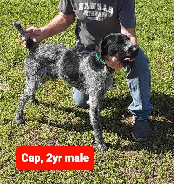 German Wirehaired Pointer