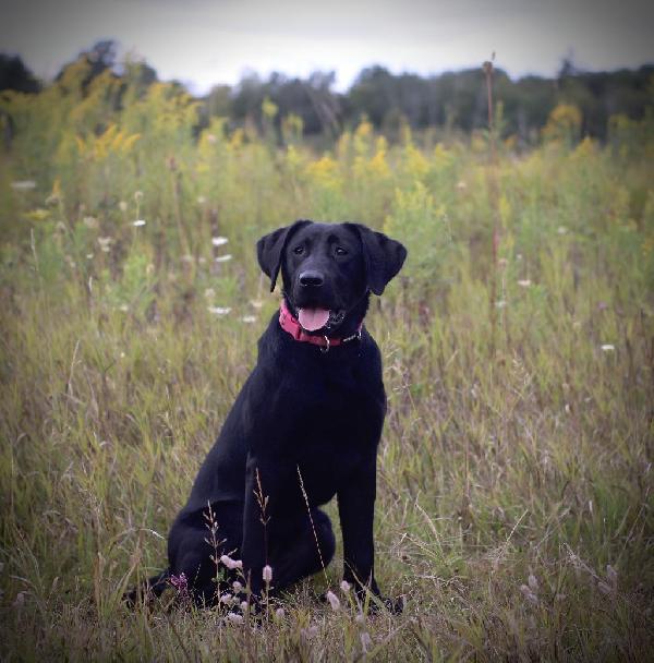 Labrador Retriever