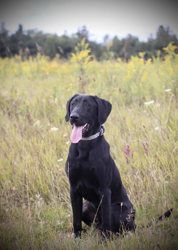 Labrador Retriever