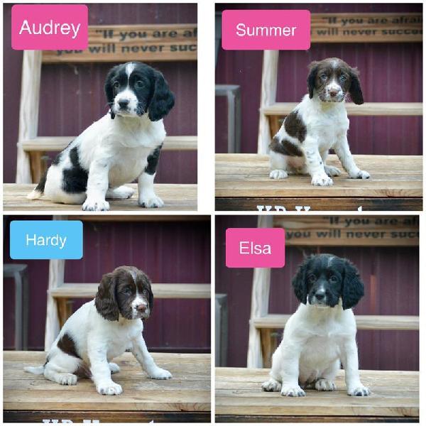 English Springer Spaniel