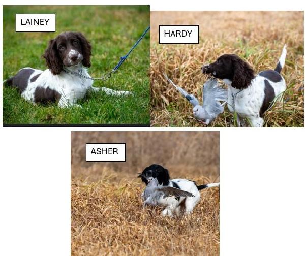 English Springer Spaniel