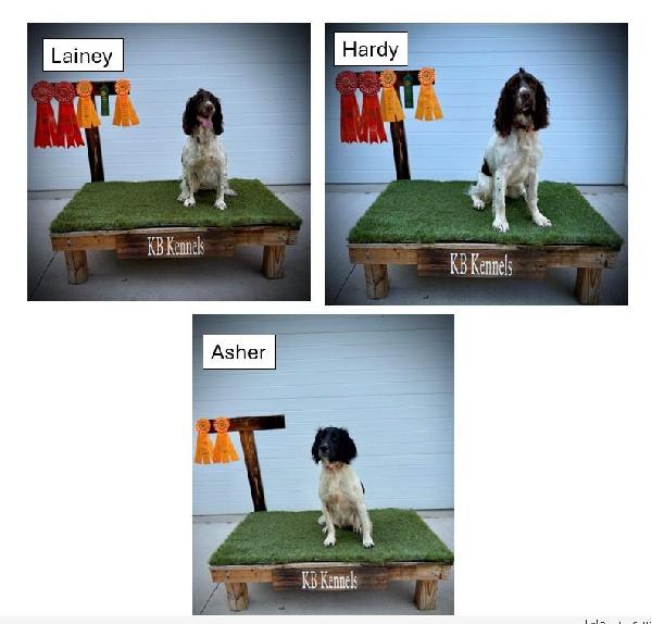 AKC SPRINGER SPANIELS FOR SALE, READY TO HUNT English Springer Spaniel