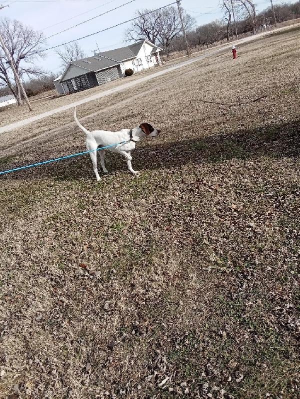 English Pointer