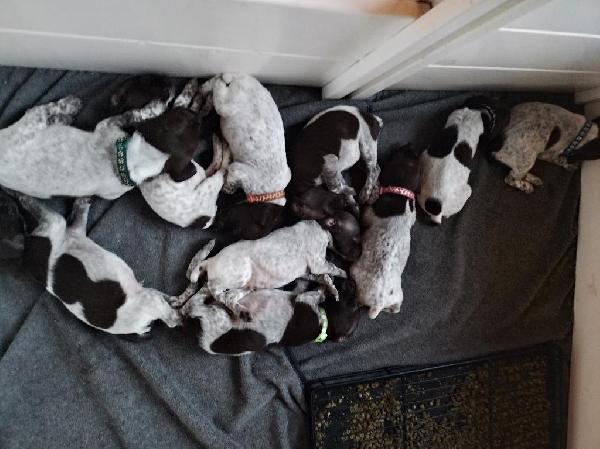 German Shorthaired Pointer