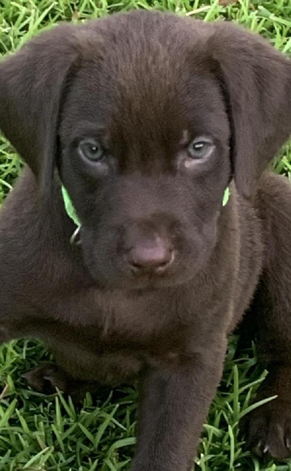 CHOCOLATE LAB PUPPIES FOR SALE