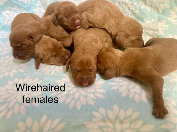 Hungarian Wirehaired Vizsla