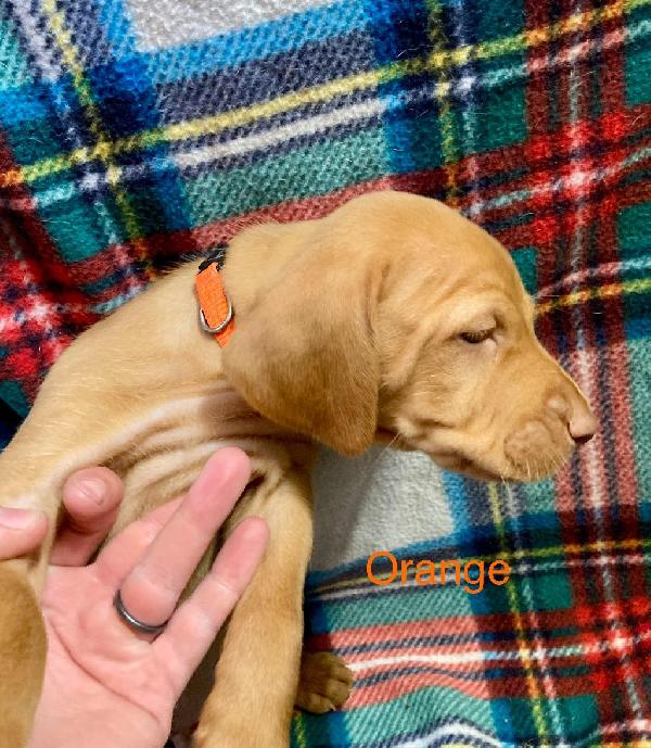 Hungarian Vizsla