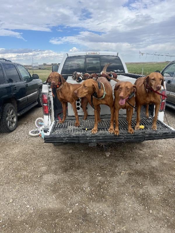 VIZSLA PUPS EXPECTED Hungarian Vizsla