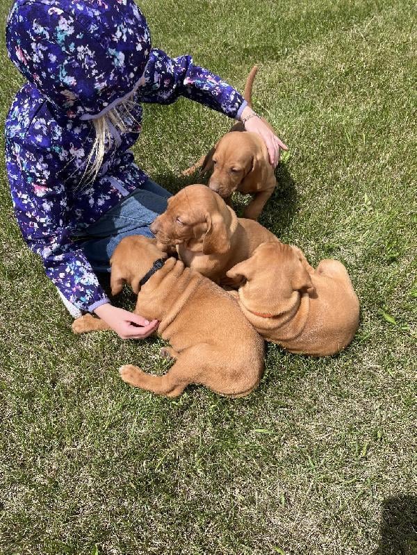 Hungarian Vizsla