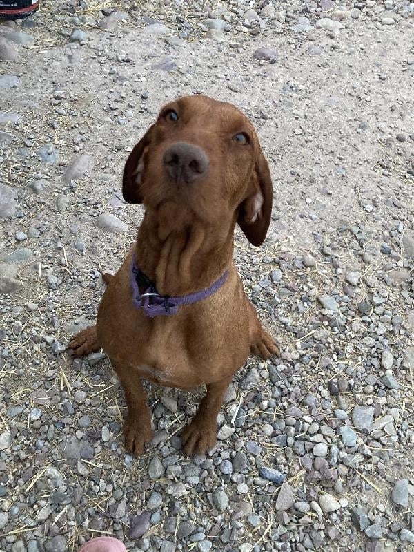 Hungarian Wirehaired Vizsla