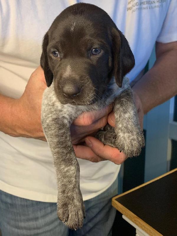 GSP PUPPY - CHAMPION BLOODLINES German Shorthaired Pointer