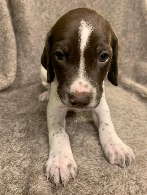 GSP PUPPY - CHAMPION BLOODLINES German Shorthaired Pointer