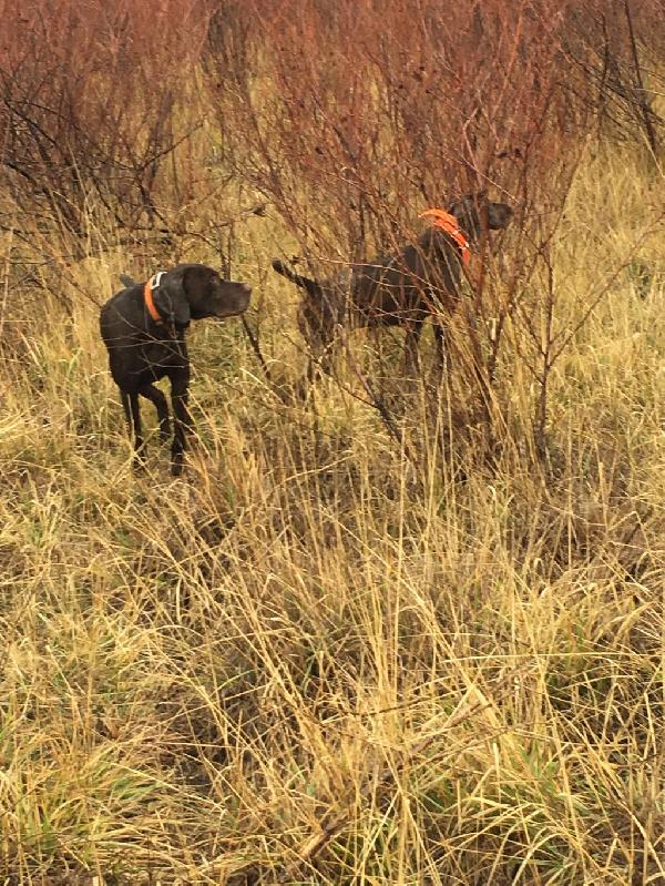 German Shorthaired Pointer