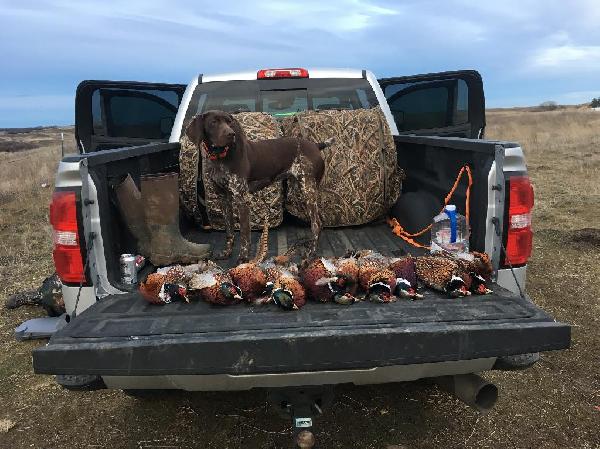 AKC GERMAN SHORTHAIR PUPPIES German Shorthaired Pointer